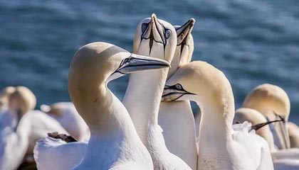 igame vip-球队比拼：哪些球队将成为季后赛最大黑马？，季后赛球员排名