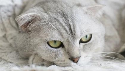 igame vip-球队比拼：哪些球队将成为季后赛最大黑马？，季后赛球员排名