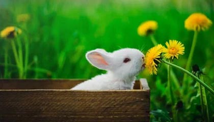 igame vip-球队比拼：哪些球队将成为季后赛最大黑马？，季后赛球员排名