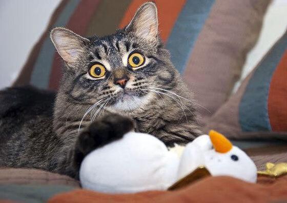 爱游戏下载-中国男篮季前训练营严密安排 夯实技术基础，中国男篮晒集训合影