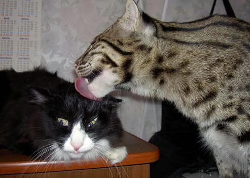 爱游戏在线登录入口-中国香港队未来能否借助新兴年轻球员冲击世界乒乓强队，香港乒乓球队实力