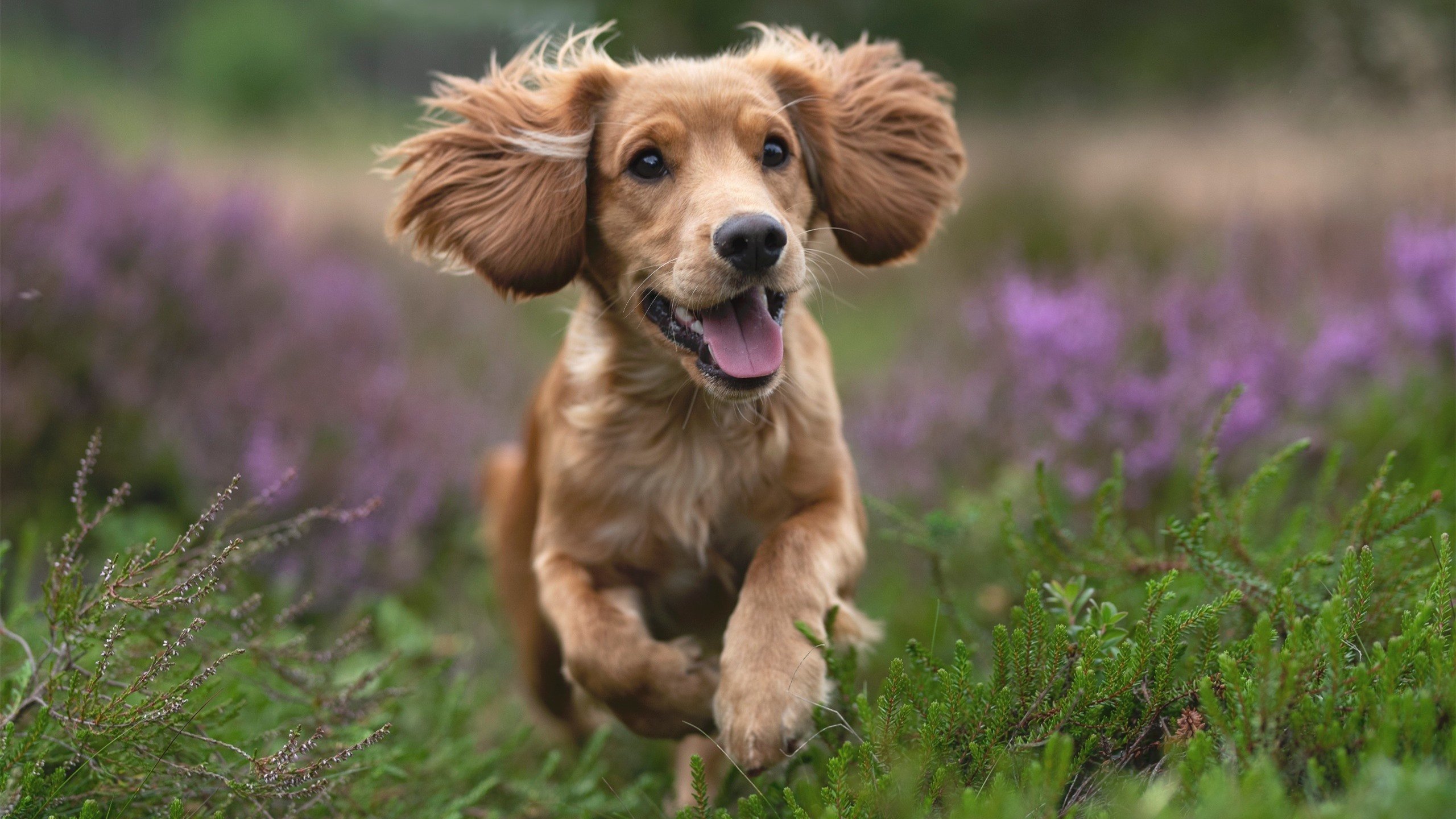 爱游戏在线登录入口-中国香港队未来能否借助新兴年轻球员冲击世界乒乓强队,香港乒乓球队实力