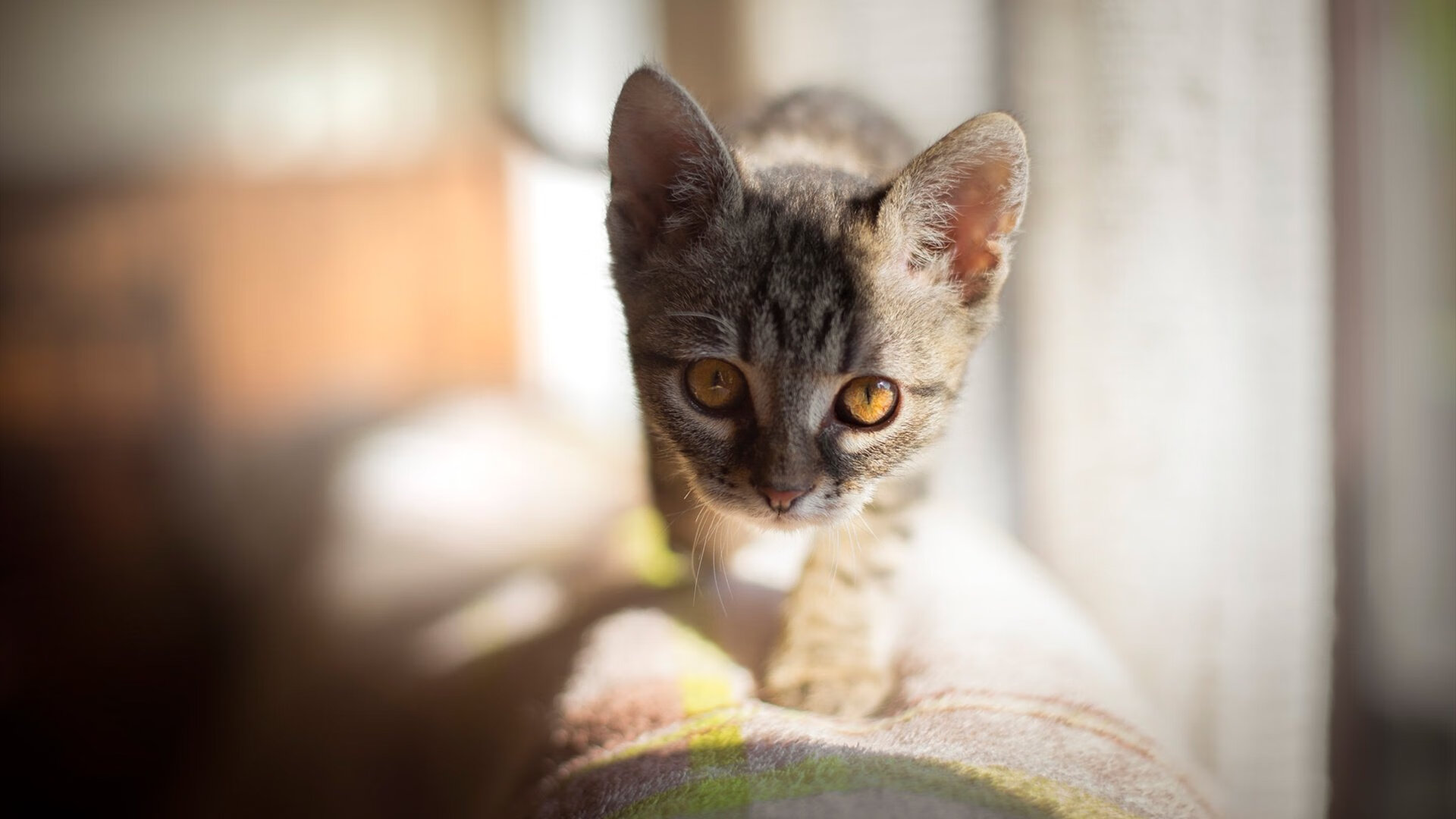 AYX体育-中小学体测标准修订稿将于下半年实施,中小学体测项目