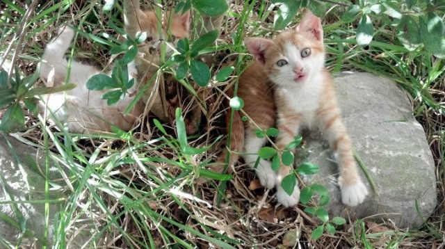爱游戏在线登录入口-辽宁飞豹提升快攻效率增加得分手段多样性，辽宁飞豹新logo