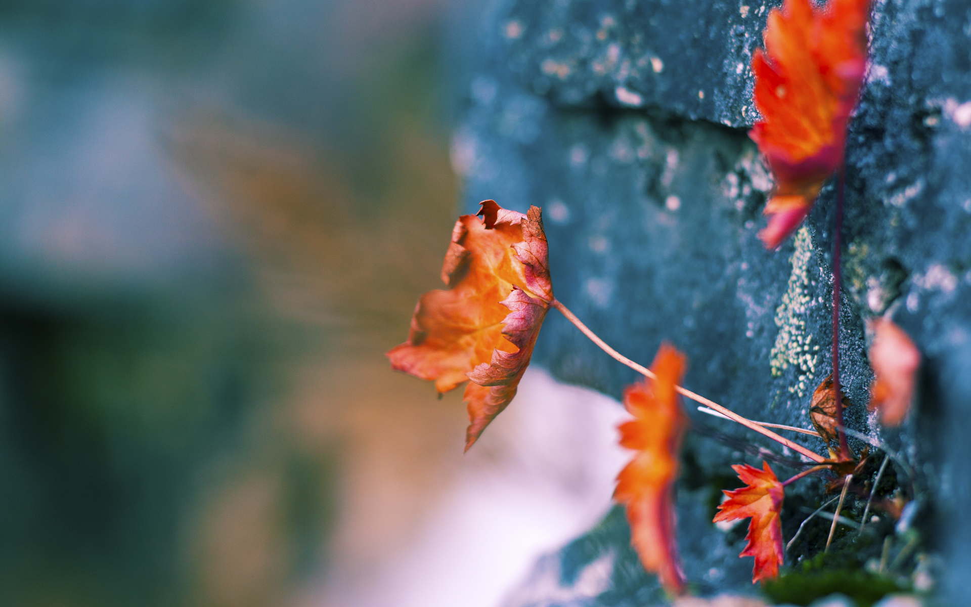 爱游戏在线登录入口-辽宁飞豹提升快攻效率增加得分手段多样性,辽宁飞豹新logo