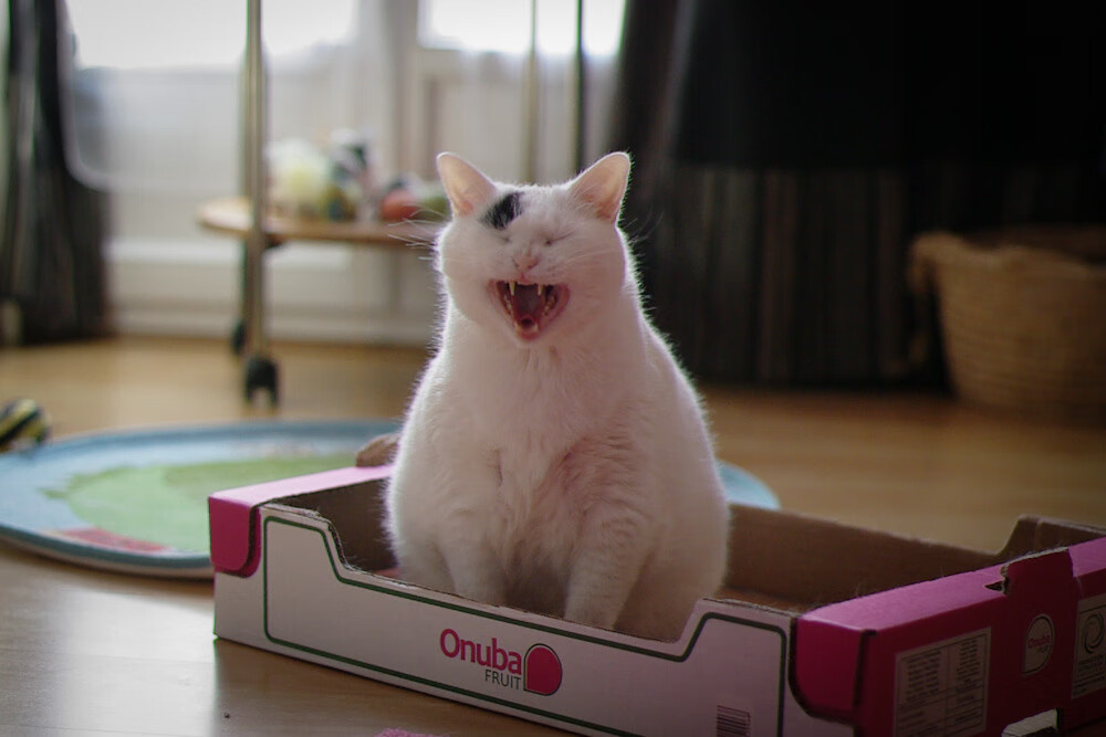 爱游戏体育APP下载-“亚戈·卡尔曼的领袖作用，推动美洲狮队在全球橄榄球赛场中突围”