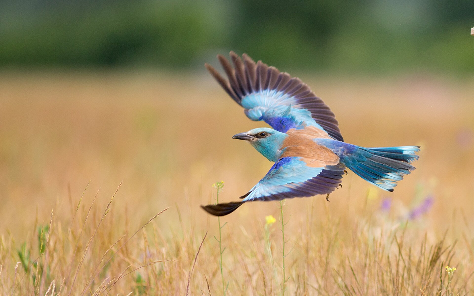 爱游戏登录入口-丁俊晖接受青年球员挑战表现沉稳，丁俊晖现象