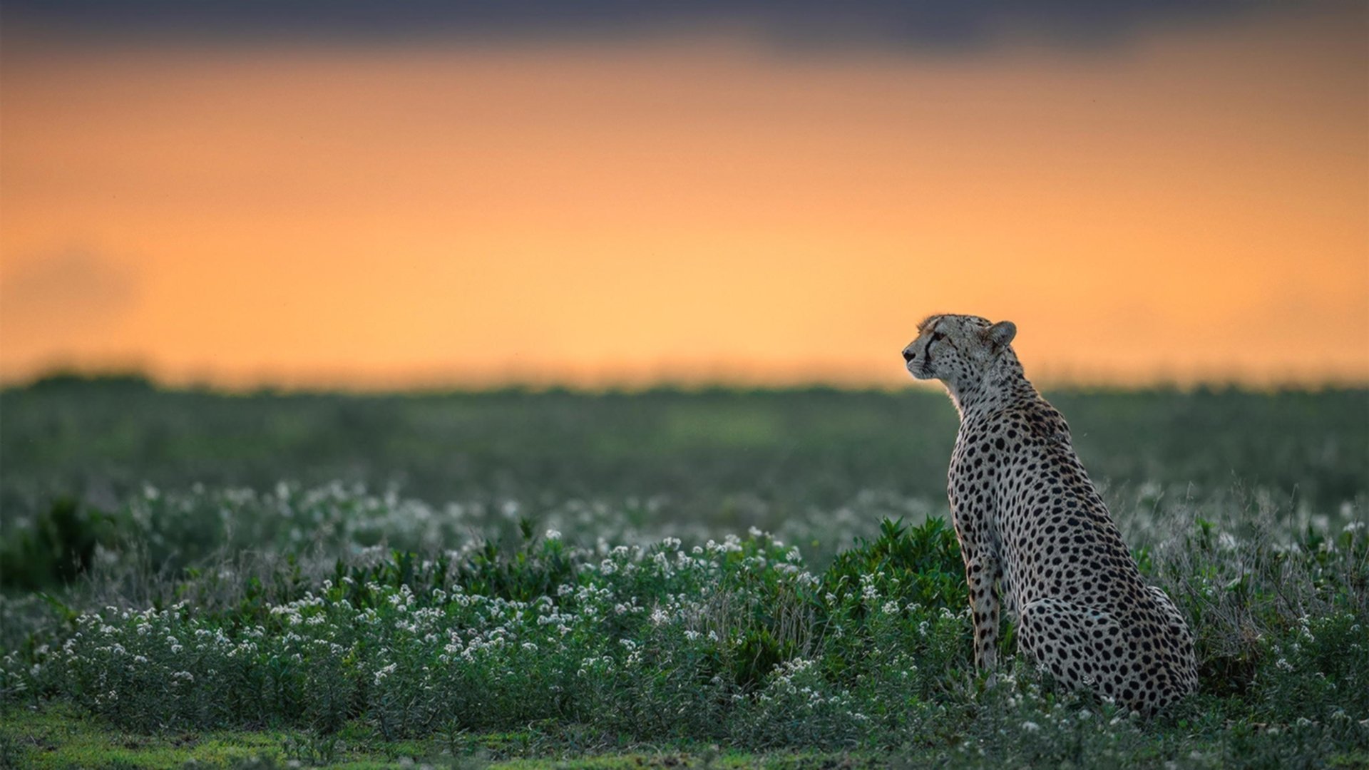 爱游戏官方-埃塞俄比亚男篮在非洲大赛中表现优异,体育水平持续提升