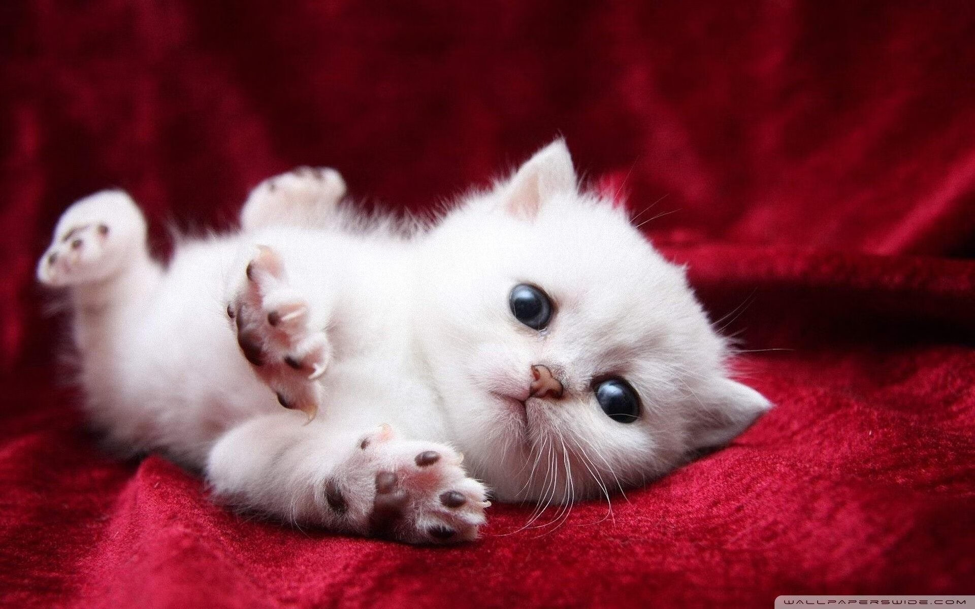 AYX SPORTS-女篮国家队出访欧洲赛程公布对阵多支劲旅锻炼实战能力,女篮欧洲杯预选赛