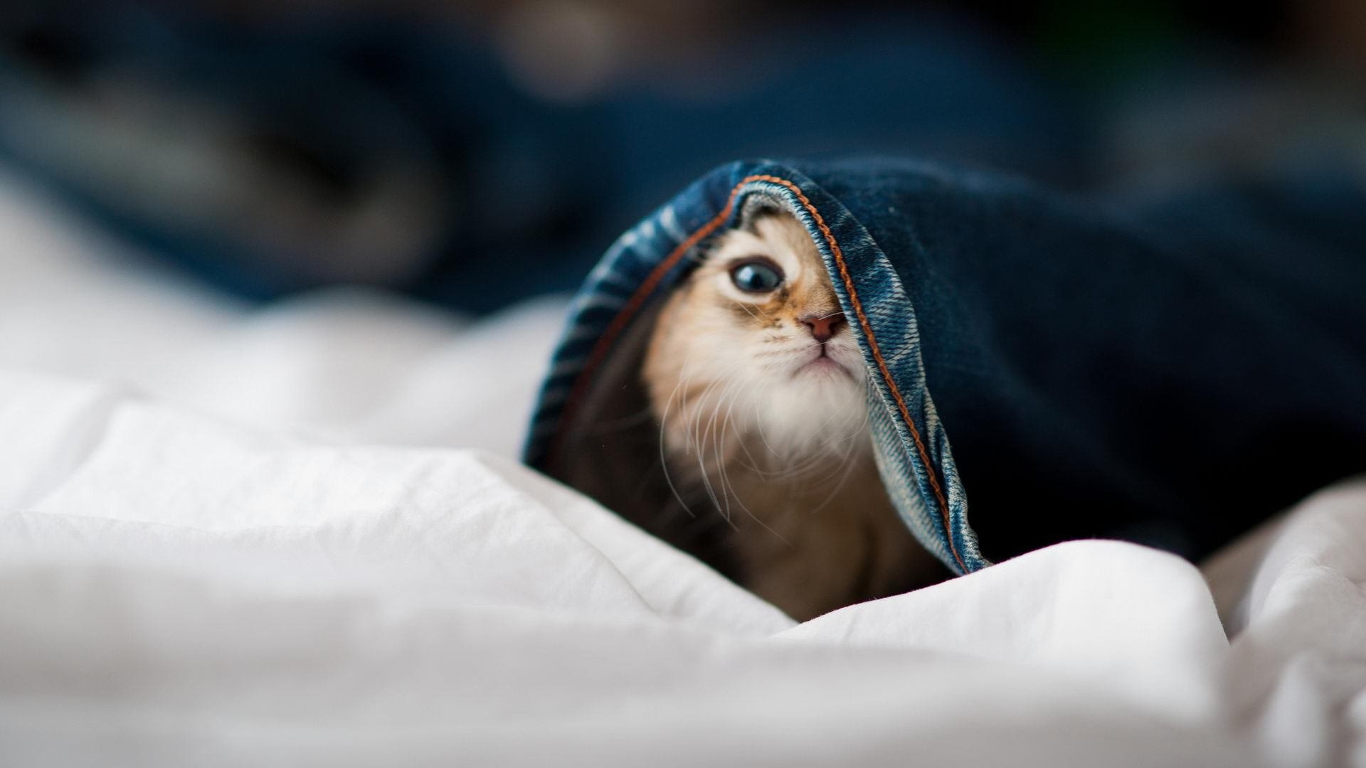 AYX体育-朝鲜水球战术灵活多变,朝鲜篮球