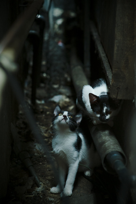 爱游戏电竞官网-独行侠内部会议鼓励球员提出个人战术建议,独行侠 球员