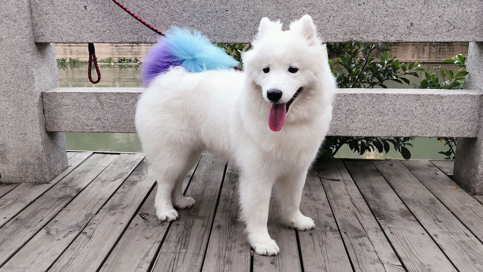 爱游戏娱乐网址-美洲杯激情燃烧:逆境中拼搏的精彩篇章,美洲杯锦集