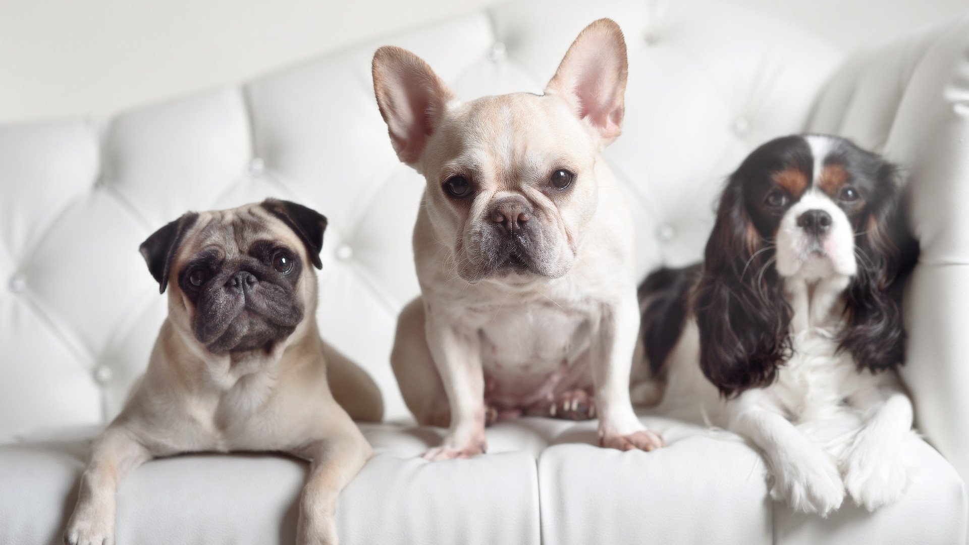 爱游戏官方-艾哈迈德·贾瓦迪:挑战极限毫不退缩,贾维德·艾哈迈德·卡伊姆