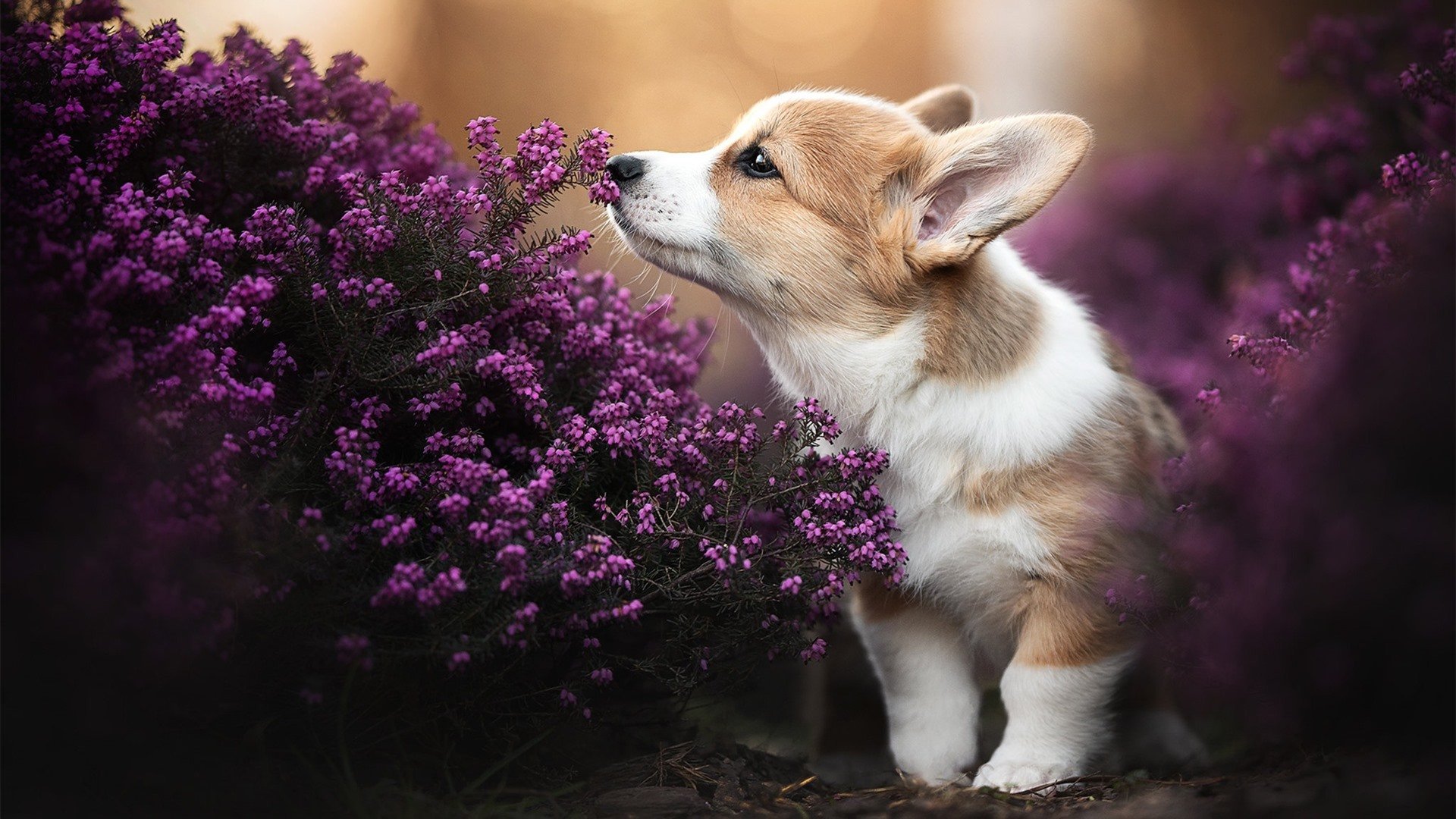 爱游戏 电竞-苏格兰橄榄球青训体系与国际接轨,培养全球化球员,苏格兰体育运动