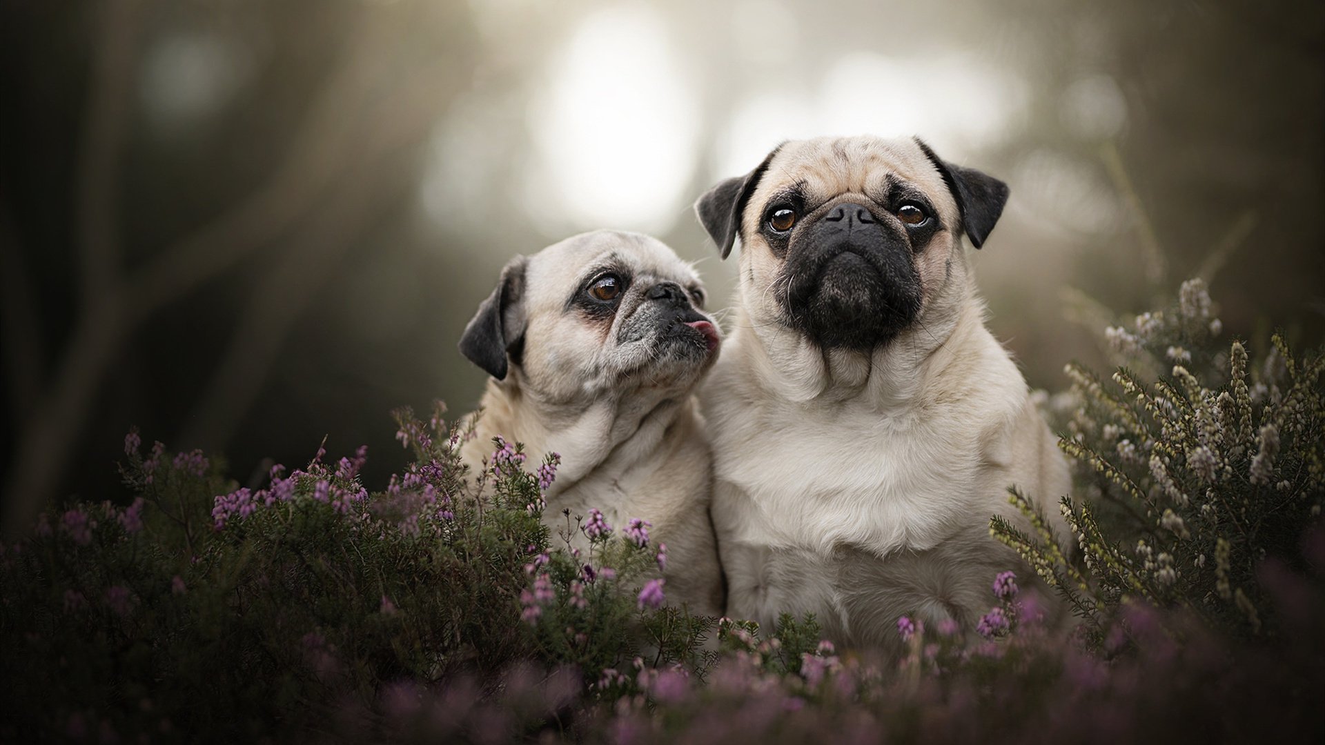 AYX SPORTS-阿伦·斯密斯：全黑队的灵动大脑，精准传球破防千里，arenes阿伦斯